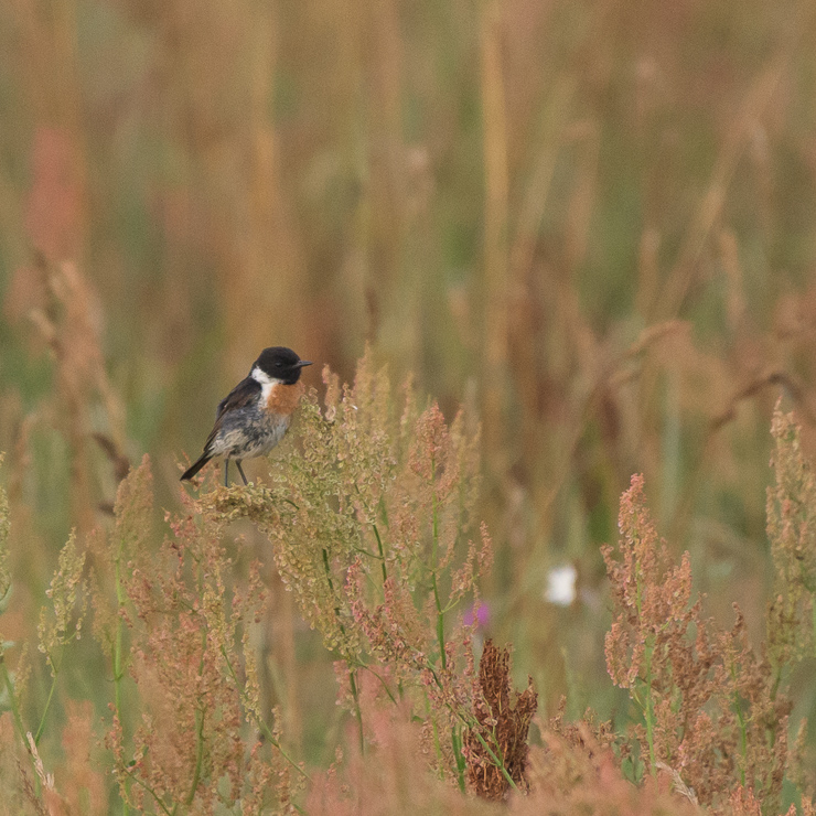 European stonechat